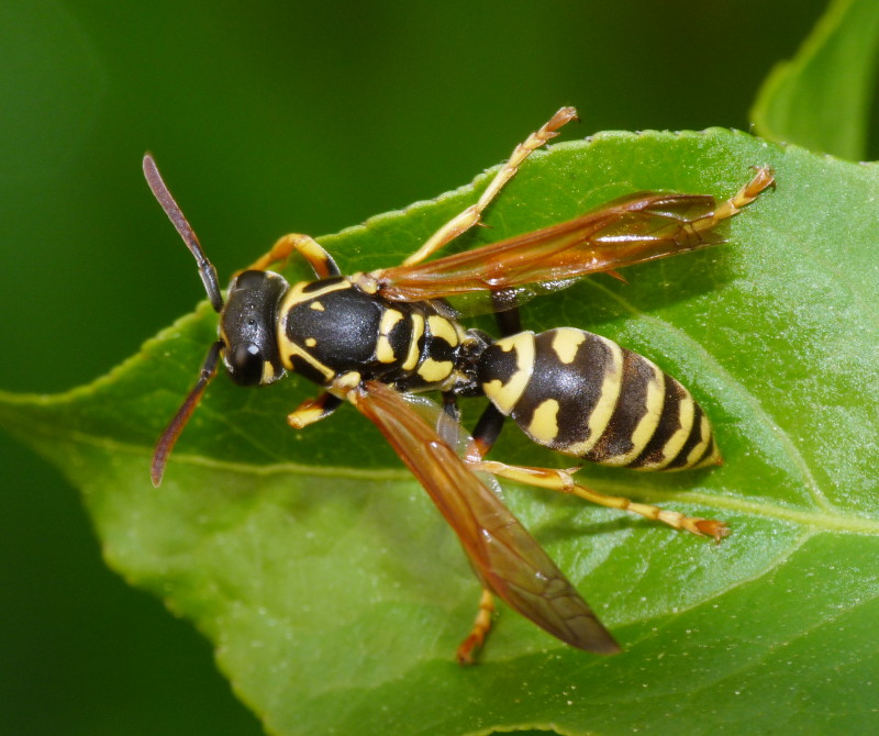 Polistes sp.